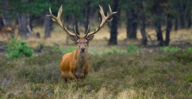 Reewold Veluwe Villa Putten Exteriör bild